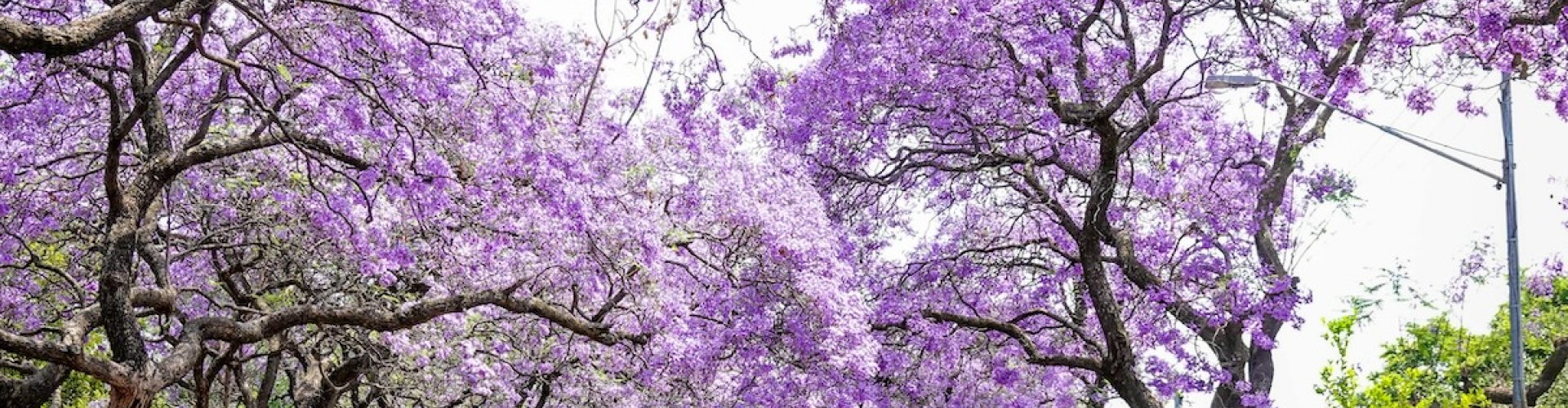 Pretoria cityscape at sunset